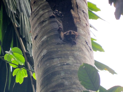 Spix's Night Monkey
