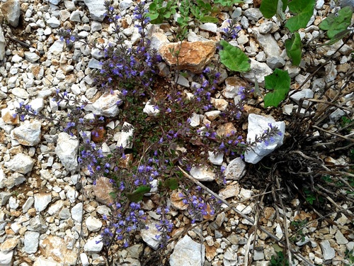 dušovka roľná (Clinopodium acinos)