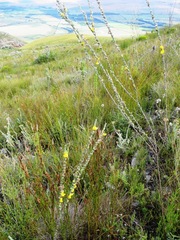 Aspalathus caledonensis