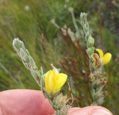 Aspalathus caledonensis
