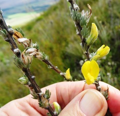 Aspalathus caledonensis