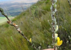 Aspalathus caledonensis