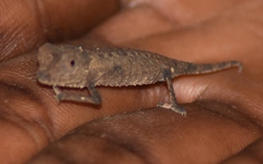 Brookesia stumpffi