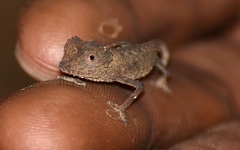 Brookesia stumpffi