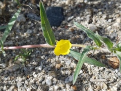 Camissoniopsis pallida