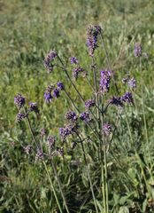 Salvia nutans