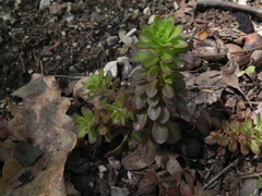 Sedum cepaea