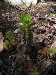 Sedum cepaea
