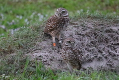 Athene cunicularia floridana