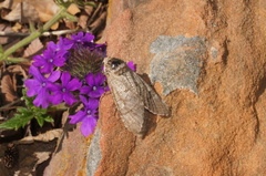 Prionoxystus macmurtrei