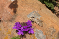 Prionoxystus macmurtrei