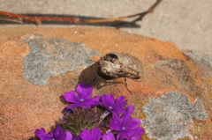 Prionoxystus macmurtrei