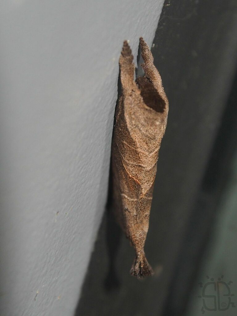 Clostera restitura from Kam Sheung Road Station, Hong Kong on September