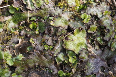 Conocephalum conicum