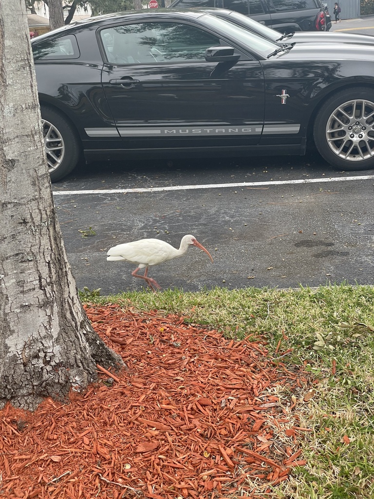 White Ibis from Woodspring Ln, Tampa, FL, US on September 26, 2023 at ...