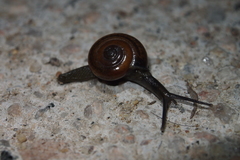 Macrochlamys nitidissima