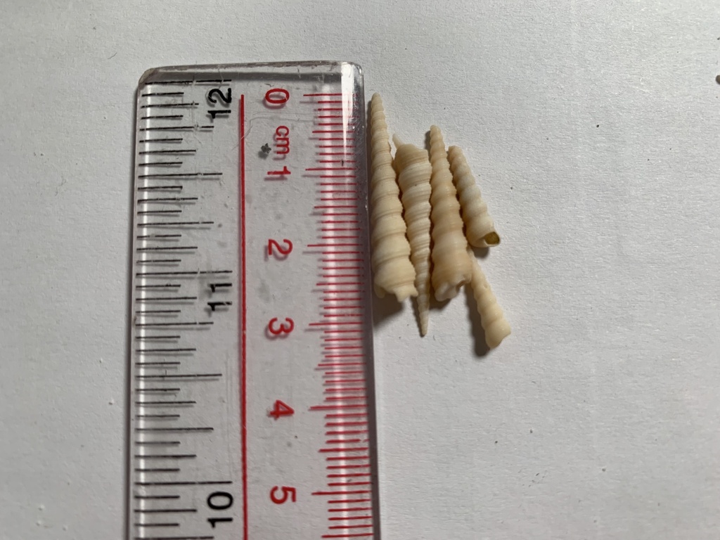 Auger screw shell
