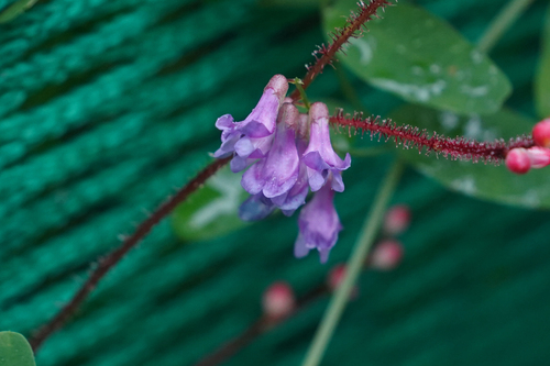 Vicia pseudo-orobus iNat (3)