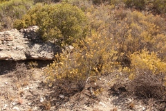 Pteronia flexicaulis