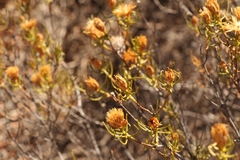 Pteronia flexicaulis