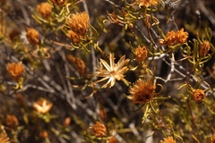 Pteronia flexicaulis