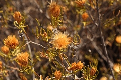 Pteronia flexicaulis