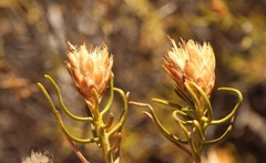 Pteronia flexicaulis