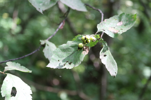 Crataegus maximowiczii iNat (2)