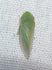 Xerophloea viridis