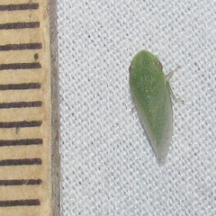 Xerophloea viridis