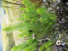 Sorocephalus pinifolius