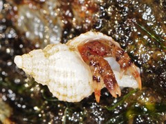 Pagurus annulipes