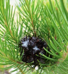 Sorocephalus pinifolius