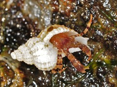 Pagurus annulipes