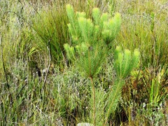 Sorocephalus pinifolius