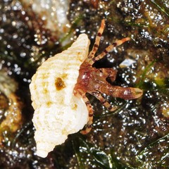 Pagurus annulipes