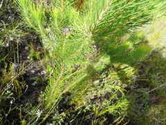 Sorocephalus pinifolius