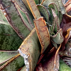 Gasteria acinacifolia