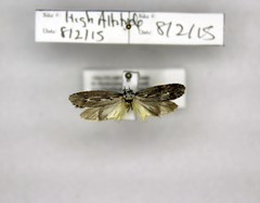 Ethmia discostrigella