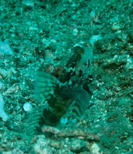 Cryptocentrus sericus
