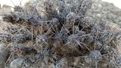 Grusonia bulbispina