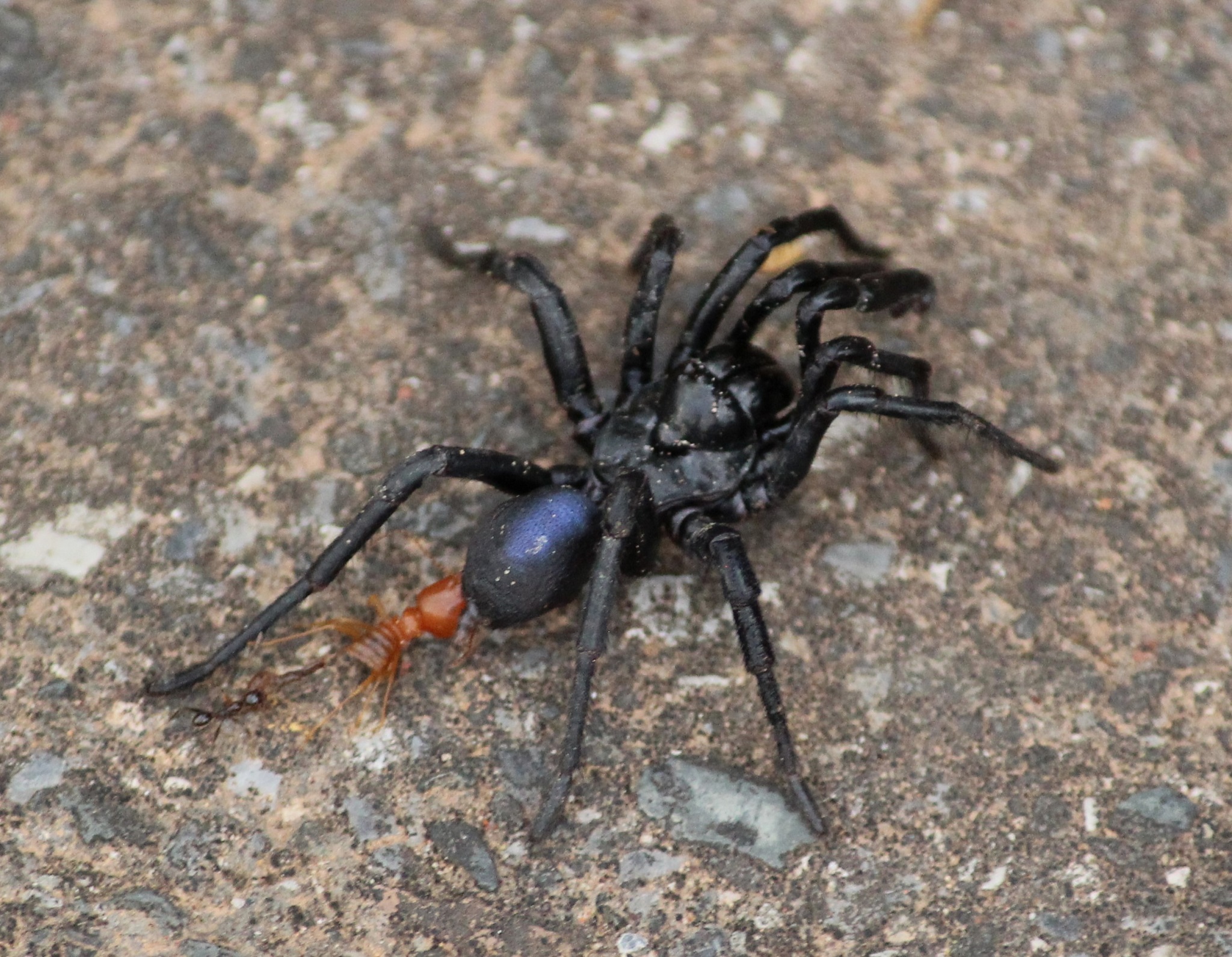 Actinopus candango Miglio, Pérez-Miles & Bonaldo, 2020