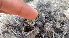 Grusonia bulbispina