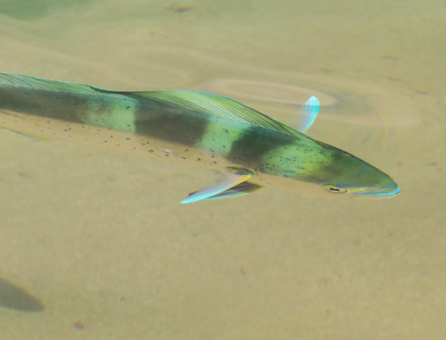 Goudmakreel (Coryphaena hippurus) — Coryphaenidae — 2