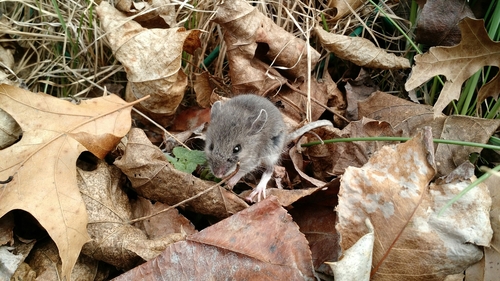 Peromyscus leucopus