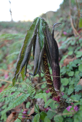 Image of Arisaema taiwanense by (c) 潘立傑 LICHIEH_PAN, some rights reserved (CC BY)