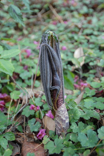 Image of Arisaema taiwanense by (c) 潘立傑 LICHIEH_PAN, some rights reserved (CC BY)