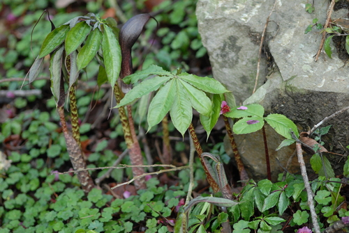 Image of Arisaema taiwanense by (c) 潘立傑 LICHIEH_PAN, some rights reserved (CC BY)
