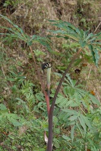 Image of Arisaema taiwanense by (c) 潘立傑 LICHIEH_PAN, some rights reserved (CC BY)