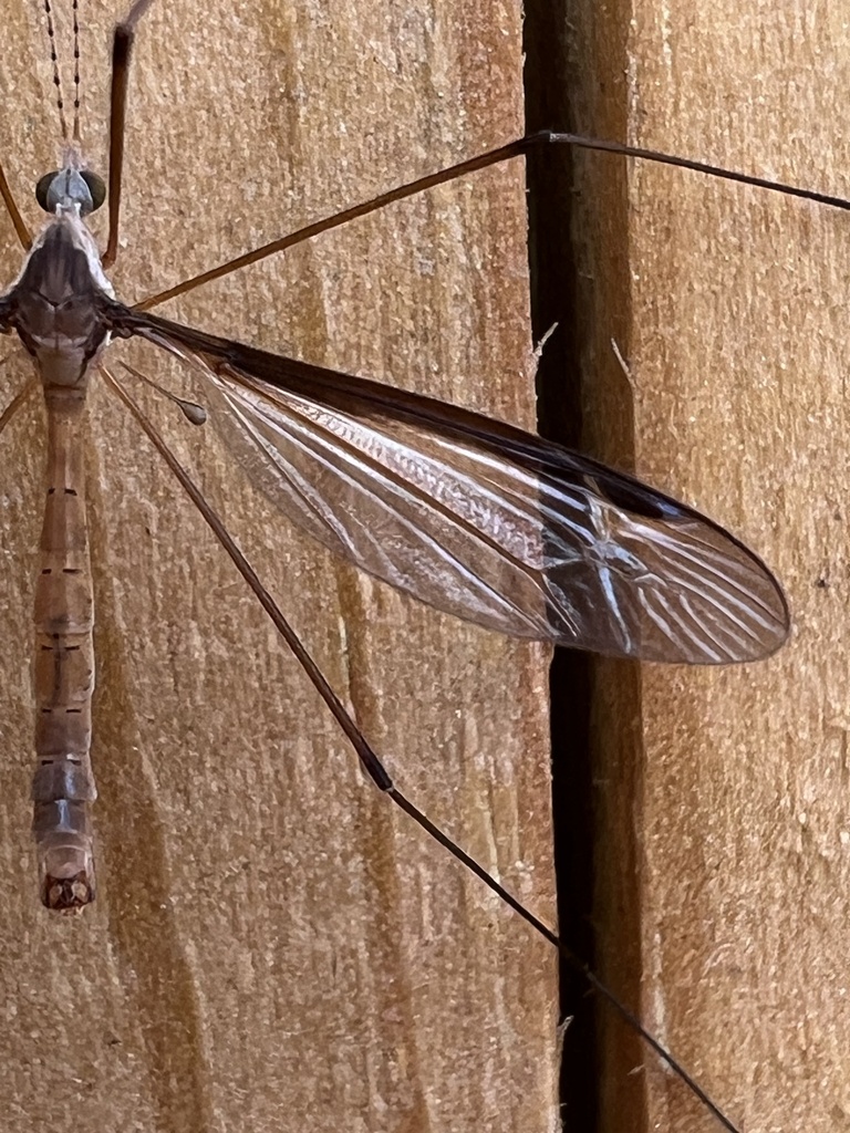 Tipula sayi